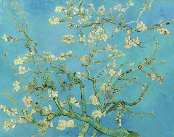 Internet start massale zoektocht naar het amandelbloesem overhemd van Vincent van Gogh